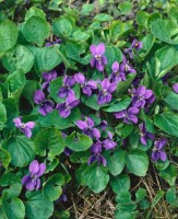 Viola odorata Königin Charlotte 9 cm Topf - Größe nach Saison