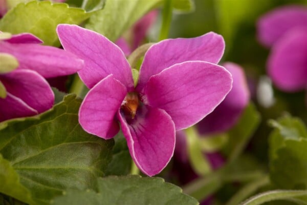 Viola odorata Red Charm 9 cm Topf - Größe nach Saison