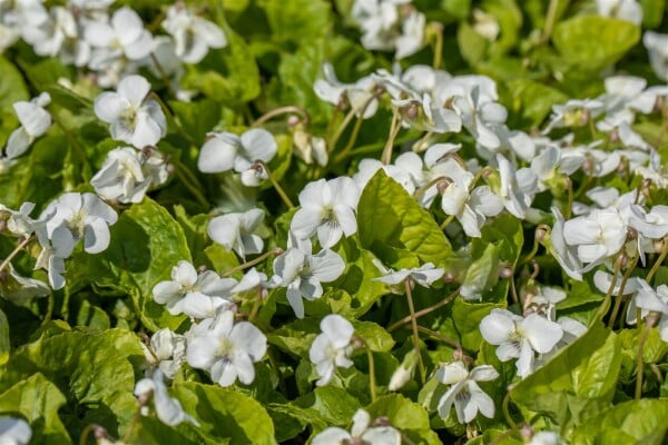 Viola sororia Albiflora 9 cm Topf - Größe nach Saison