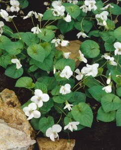 Viola sororia Albiflora 9 cm Topf - Größe nach Saison