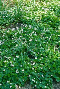 Viola sororia Albiflora 9 cm Topf - Größe nach Saison