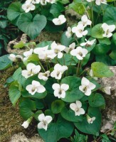 Viola sororia Albiflora 9 cm Topf - Größe nach Saison