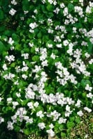 Viola sororia Albiflora 9 cm Topf - Größe nach Saison