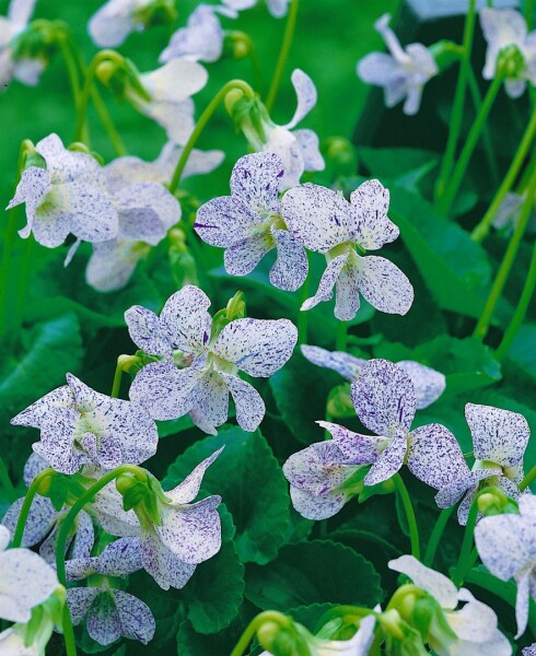 Viola sororia Dark Freckels 9 cm Topf - Größe nach Saison