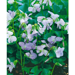Viola sororia Dark Freckels 9 cm Topf - Größe...