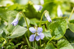 Viola sororia Dark Freckels 9 cm Topf - Größe nach Saison