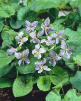 Viola sororia Dark Freckels 9 cm Topf - Größe nach Saison