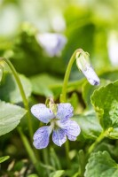 Viola sororia Dark Freckels 9 cm Topf - Größe nach Saison