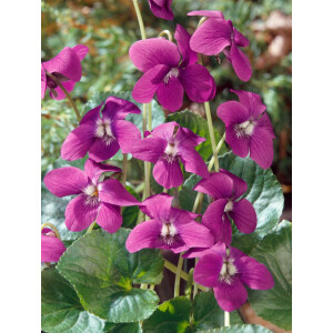 Viola sororia Rubra 9 cm Topf - Größe nach Saison