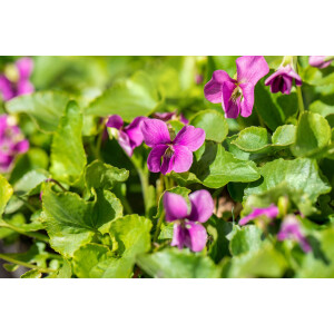 Viola sororia Rubra 9 cm Topf - Größe nach Saison