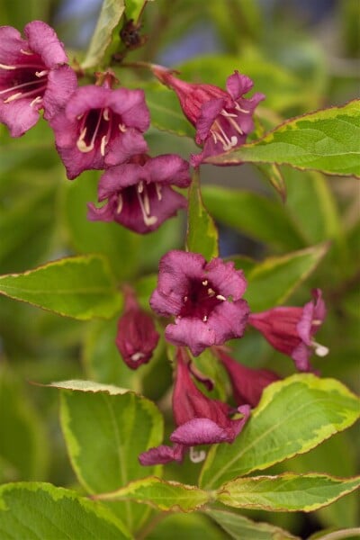 Weigela florida Brigela  -R- 60- 100 cm