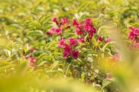 Weigela florida Brigela  -R- 60- 100 cm