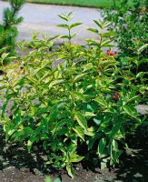 Weigela florida Brigela  -R- 60- 100 cm