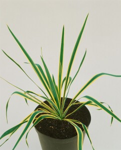 Yucca filamentosa Bright Edge 11 cm Topf - Größe nach Saison