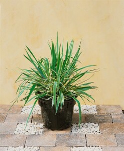 Yucca filamentosa Bright Edge 11 cm Topf - Größe nach Saison