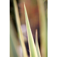 Yucca filamentosa Bright Edge 11 cm Topf -...