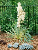 Yucca filamentosa Bright Edge 11 cm Topf - Größe nach Saison