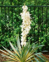 Yucca filamentosa Bright Edge 11 cm Topf - Größe nach Saison