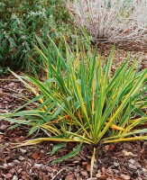 Yucca filamentosa Bright Edge 11 cm Topf - Größe nach Saison