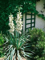 Yucca filamentosa Bright Edge 11 cm Topf - Größe nach Saison