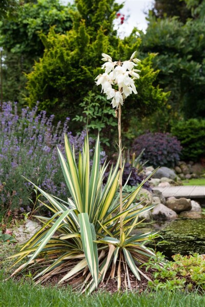 Yucca flaccida Golden Sword 11 cm Topf - Größe nach Saison