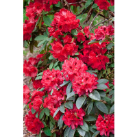 Rhododendron Hybr. smirnowii Weinlese