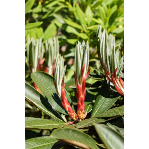 Rhododendron Hybr. traillianum