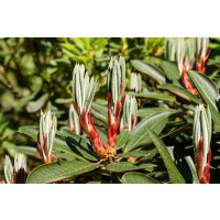 Rhododendron Hybr. traillianum