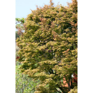 Acer palmatum Kamagata