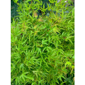 Acer palmatum Kamagata C 40- 60