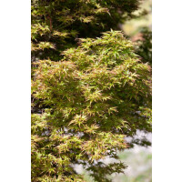 Acer palmatum Kamagata 40- 60 cm