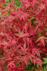 Acer palmatum Deshojo 80- 100 cm