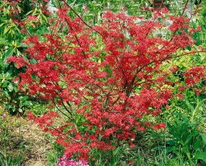 Acer palmatum Deshojo 80- 100 cm