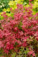 Acer palmatum Deshojo 80- 100 cm