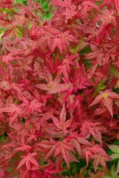 Acer palmatum Deshojo 80- 100 cm