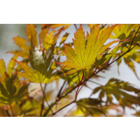 Acer palmatum Tobisho
