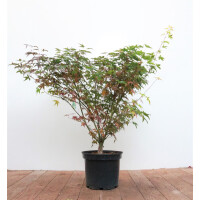 Acer palmatum Tobisho 60- 80 cm