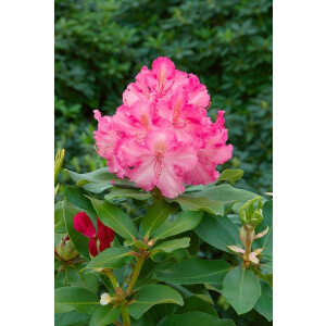 Rhododendron Hybr. Anastasia