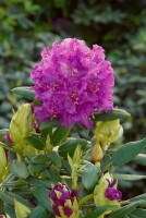 Rhododendron makinoi Diamant