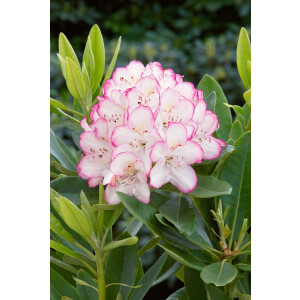 Rhododendron Hybr. Picotee