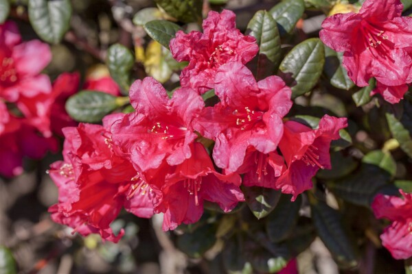 Rhododendron repens Abendrot