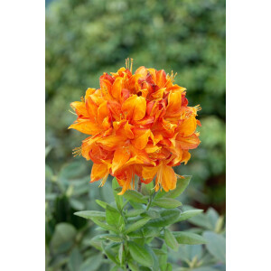 Rhododendron lut.Goldflamme C5 30- 40