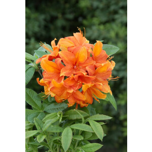 Rhododendron lut.Goldflamme C5 40- 50