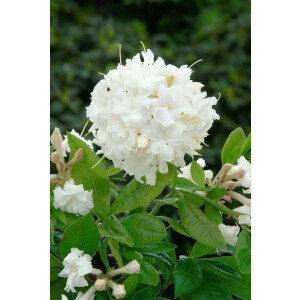 Rhododendron lut.June Jubilee