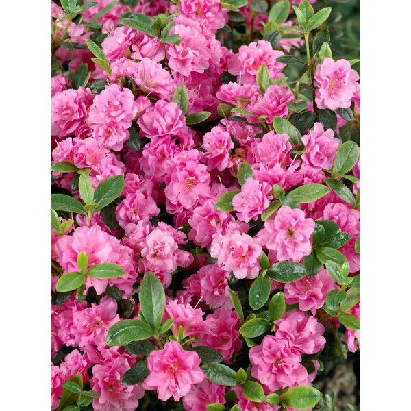 Rhododendron obt.Rosebud