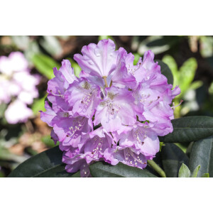 Rhododendron Snipe