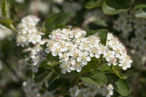 Aronia prunifolia Viking 80- 100 cm