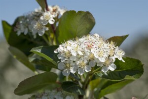 Aronia prunifolia Viking 80- 100 cm