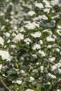 Aronia prunifolia Viking 80- 100 cm