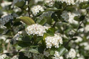 Aronia prunifolia Viking 80- 100 cm